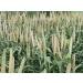 BSD Organics HealthY Pearl Millet/Kambu - 500 g - Buy Online on GoSupps.com