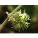 Tribulus Terrestris whole 100g organic Gokhur Punctur vine Gokharu Land Caltrops Bethu Bhakhra Bullhead Burnut Burra gookeron Calthrop Bhakra - Buy Online on GoSupps.com