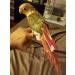 KUSO Reusable Washable Parrot Diapers - Flight Suit Kimono Clothes for Budgies Parakeets Cockatiels Cockatoos & African Macaws - Sunscreen Protection (M Pink) - Buy Online on GoSupps.com