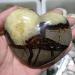 CIMWJOPS NaturaCrystal Polished Heart 1pcs - Buy Online on GoSupps.com