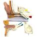 Human Anatomy Model Ear 5 Times Life Size 3 Pieces Model Anatomical Structure Detachable Ear Training for Aid - Buy Online on GoSupps.com