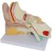Unisex Adult Oversized Ears Model 4-fold Size Removable Anatomies for Medical Education - Buy Online on GoSupps.com