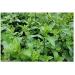 Ronnefeldt - Teavelope Peppermint - Herbal Tea - 25 X 2g Tea... - Buy Online on GoSupps.com