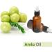 Crysalis Amla (Phyllanthus Emblica) Oil|100% Pure & Natural Undiluted Essential Oil Organic Standard For Skin & Hair Care|Therapeutic Grade Oil Healthy Hair Nourishes Scalp (50ml) - Buy Online on GoSupps.com