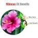 Hibiscus Oil - 100% Natural Therapeutic Essential Oil | Salvia Amber | Uncut Undiluted Cold Pressed (1.01 fl oz) - International Shipping Available - Buy Online on GoSupps.com