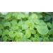 Gotu Kola Tincture - 100ml - (Quality Assured) 100 ml (Pack of 1) - Buy Online on GoSupps.com