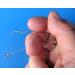 Shelton SFD Fish Descender - Safely Release Fish with Ease - Buy Online on GoSupps.com