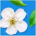 Flash Bathroom Antibacterial Cleaning Spray 800ml White Blossom & Flash Sparkling Home Multi-Surface Cleaner Spray 800ml Pomelo Paradise Scent + for You: Organza Small - Buy Online on GoSupps.com