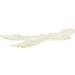 TRIXIE 29392 Ear Care Ear Care Finger Pads Pack of 50 - Buy Online on GoSupps.com