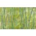 Timothy Hay Seeds - Organic - 1 Pound Seed - Easy to Grow Treat for Your Small Pet - Buy Online on GoSupps.com