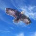 JEKOSEN 70 Bald Eagle Huge Kite | Easy-to-Fly Single Line String for Kids and Adults | Perfect for Beach Trips, Parks, and Outdoor Family Games - Buy Online on GoSupps.com