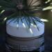 KORRES Black Pine 4D Bio-ShapeLift Firming Intensive Moisturising Cream Vegan (Dry - Very Dry Skin) - Buy Online on GoSupps.com