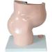 Female Pelvic Pattern with Nine-Month fetal Model. Suitable - Buy Online on GoSupps.com