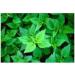 Stinging nettle leaf 1kg POWDER Urtica dioica - Buy Online on GoSupps.com