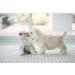 Eye Envy Tear Stain Remover Powder for Dogs and Cats - 100% Natural, Safe & Effective - 4oz - Buy Online on GoSupps.com