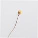 20 Rattan Diffuser Sticks for Essential Oils | Rose Replacement Refills for Home Bedroom Bathroom - Buy Online on GoSupps.com