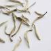 Teapro Supreme Silver Needle White Tea - Bai Hao Yin Zhen Loose Leaf Tea (12g) - Buy Online on GoSupps.com