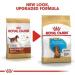 Royal Canin Dachshund Puppy Food 1.5kg (Pack of 2) - Buy Online on GoSupps.com