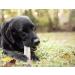 Dog gnaws Deer Antlers for Dogs Large Dog Antler Natural Dog Treats and Chews GradeA Sustainable Puppy Teething Toys & Dental Sticks Naturally-Shed Nutritious Dog Chew Toys Bones 135g-165g - Buy Online on GoSupps.com