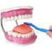 EVOTECH SCIENTIFIC Dental Care Model - Giant Toothbrush 32 Teeth | Ideal Children's Dental Education Tool - Buy Online on GoSupps.com