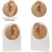 WEHOMY Silicone Left Ear Model for Teaching Instruction - Realistic 3D Display Tool Skin Color - Buy Online on GoSupps.com