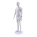 SDENSHI Model Anatomy Professional Medical Acupuncture Male 50cm 20"