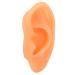 Ear Model Soft Flexible Waterproof Silicone Ear Display Mould Professional for Hospital(Right)