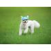 Bbeart Pet Hat for Small Dogs - Leisure Visor Baseball Sun Cap with Ear Holes & Chin Straps (M Flower) - International Shipping Available - Buy Online on GoSupps.com