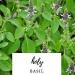 Organic Holy Basil Powder (Tulsi) - 5lbs (80oz) | Naturevibe Botanicals - Buy Online on GoSupps.com