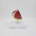 Liver Damage ical Model Liver Pathology Models Teaching Aids - 22.5 * 17 * 16CM - Buy Online on GoSupps.com
