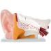Human Ear Anatomy Model 5 Times Life Size 6 Part Ear Model Anatomical Structure Detachable Medical Training Support - Buy Online on GoSupps.com