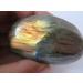 84g Rare Natural Flash Labradorite Crystal Gem Stone Original ningxiao - Buy Online on GoSupps.com