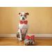 Unique Style Paws Christmas Dog Collar - Soft Adjustable Silk Pet Collar Gift for Small Dogs - Buy Online on GoSupps.com