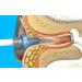 Tridal Wave Ear Washer System - Safely Remove and Prevent Earwax Buildup at Home - Buy Online on GoSupps.com