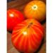 30 mr Stripey Tomato 2018 (All Non-ogm semi-cimel Vegetable!) - Buy Online on GoSupps.com