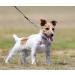 Kissral Metal Double Dog Lead Double Ended Metal Lead for Dogs Durable Dog Chain for Two Dogs 2 Way No Tangle Coupler Double Pet Dog Chain Lead Leash for Walking Training (4.0mm70cm) - Buy Online on GoSupps.com