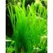 Italian Val - Vallisneria spiralis - Live Aquarium Plants