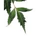 Naissance Neem Oil 100ml - Organic Certified Moisturizing & Nourishing for Hair Face & Skin - 1 Pack - Buy Online on GoSupps.com