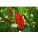 Datil Sweet Red Pepper SEEDS Capsicum chinense Zeldzaam 30 seeds