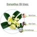 Osmanthus Oil | Pure and Natural Oil | Skincare Aromatherapy Cosmetic Grade - 15ML Osmanthus 15 ml (Pack of 1) - Buy Online on GoSupps.com