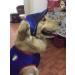 Pet Dog Baseball Cap | Outdoor Sun Protection Hat for Small Medium Large Dogs | Medium Blue Sport Cap - Buy Online on GoSupps.com