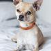 Buy Tagme Personalized Reflective Dog Collar for Small Dogs - Embroidered with Pet Name & Phone Number Orange XS (1 Pack) - Perfect for Safety & Style - Buy Online on GoSupps.com