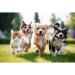 Inocula Lions Mane Mushroom Extract Capsules Dog & Cat - Happy & healthier pets - Buy Online on GoSupps.com