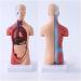 Human Body Torso Model - Half Body Torso Model 28 cm with Organs - Detachable Medical Education Model 19 Pieces -for Training aid Medical - Buy Online on GoSupps.com