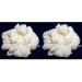 Pack of 2X 40g milk kefir mushrooms / tubers + instructions + recipes + help and advice in German - KEFIRALIA
