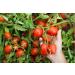 Mutti Double Concentrated Tomato Paste - 4.94 oz Can | Vegan, Gluten Free, No Additives | Italy's #1 Tomato Brand - Buy Online on GoSupps.com