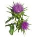 Liphontcta Wildcrafted Milk Thistle Seed Powder 16oz Pound Raw Silybum Marianum The Bloomin Herb Shoppe Pure Aromatic Potent Liver Bulk - Buy Online on GoSupps.com