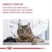 Royal Canin British Shorthair Wet Cat Food 85 g (Pack of 12) - Buy Online on GoSupps.com