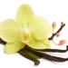 Zermat Amorel Fragrance for Women Floral - Gourmand Scent 3.38 Fl. Oz - Buy Online on GoSupps.com