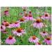 Echinacea root 1 kg POWDER - Buy Online on GoSupps.com